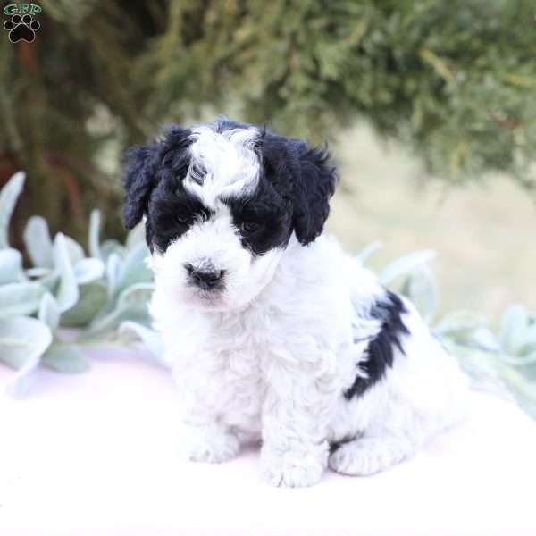 Josie, Bich-Poo Puppy